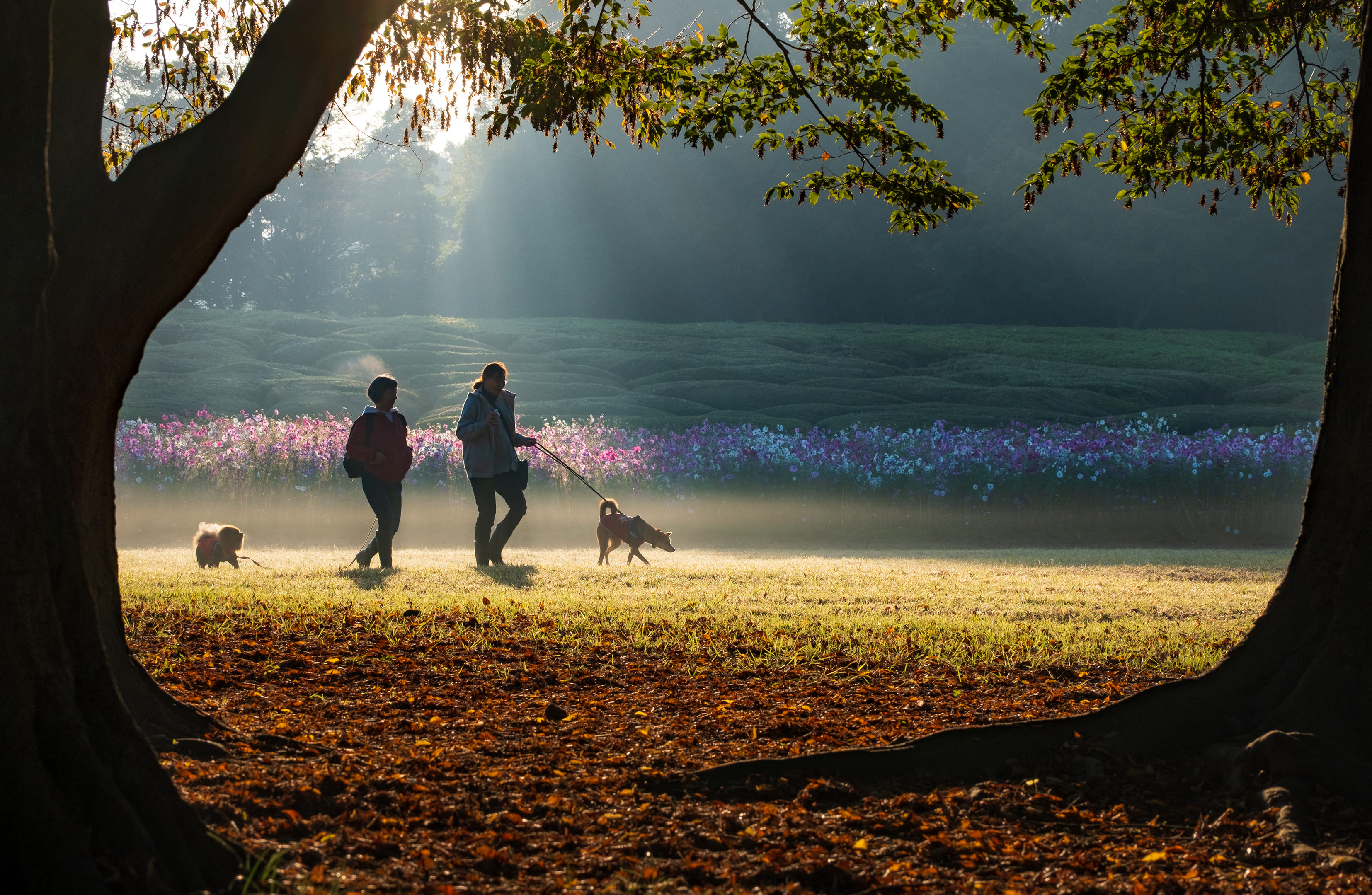 小金井公園