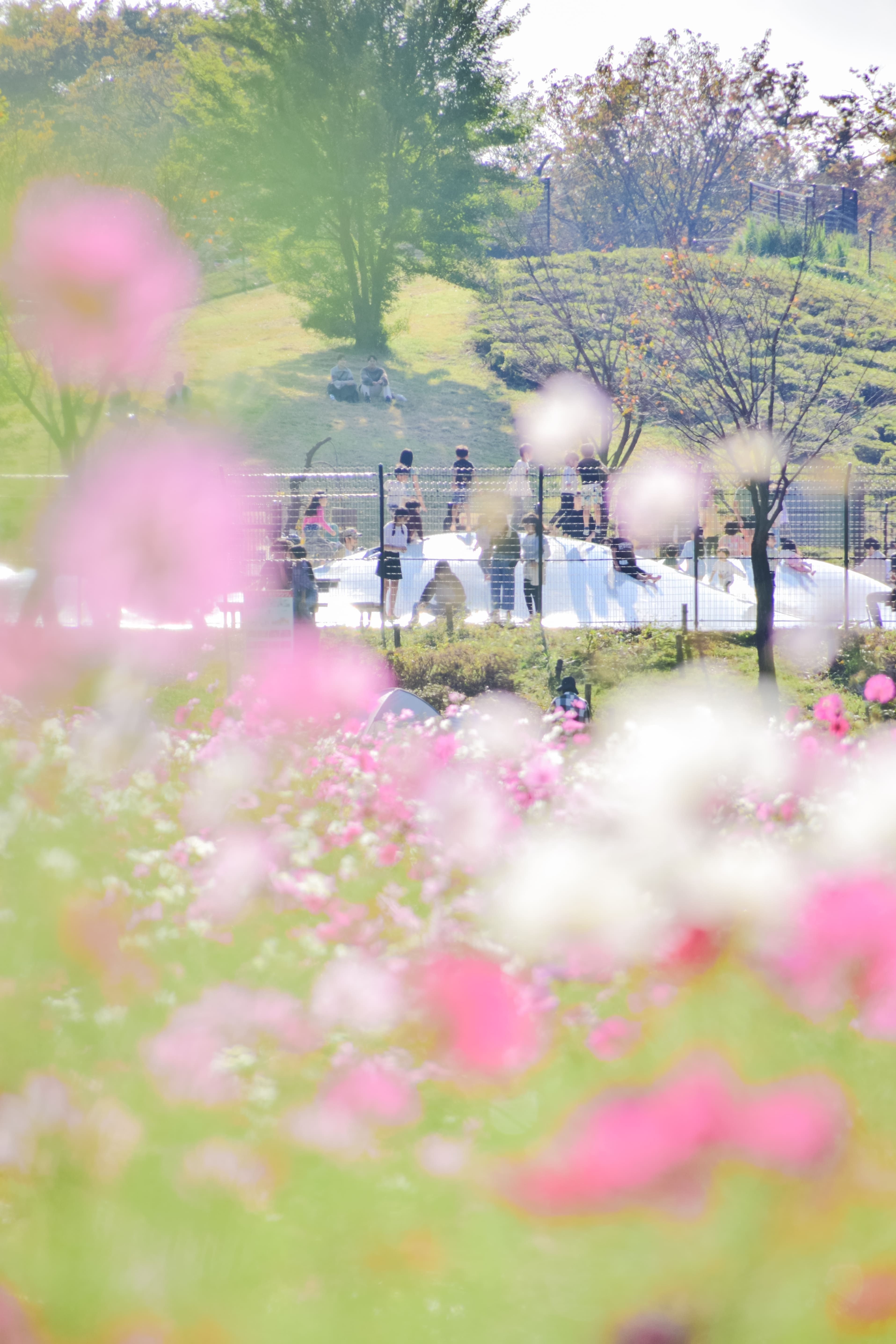 小金井公園