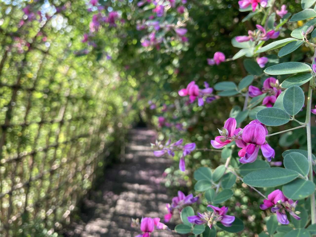萩のトンネル_向島百花園