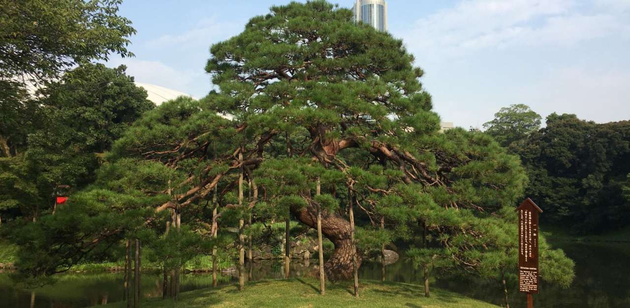 14_小石川後楽園の植物2