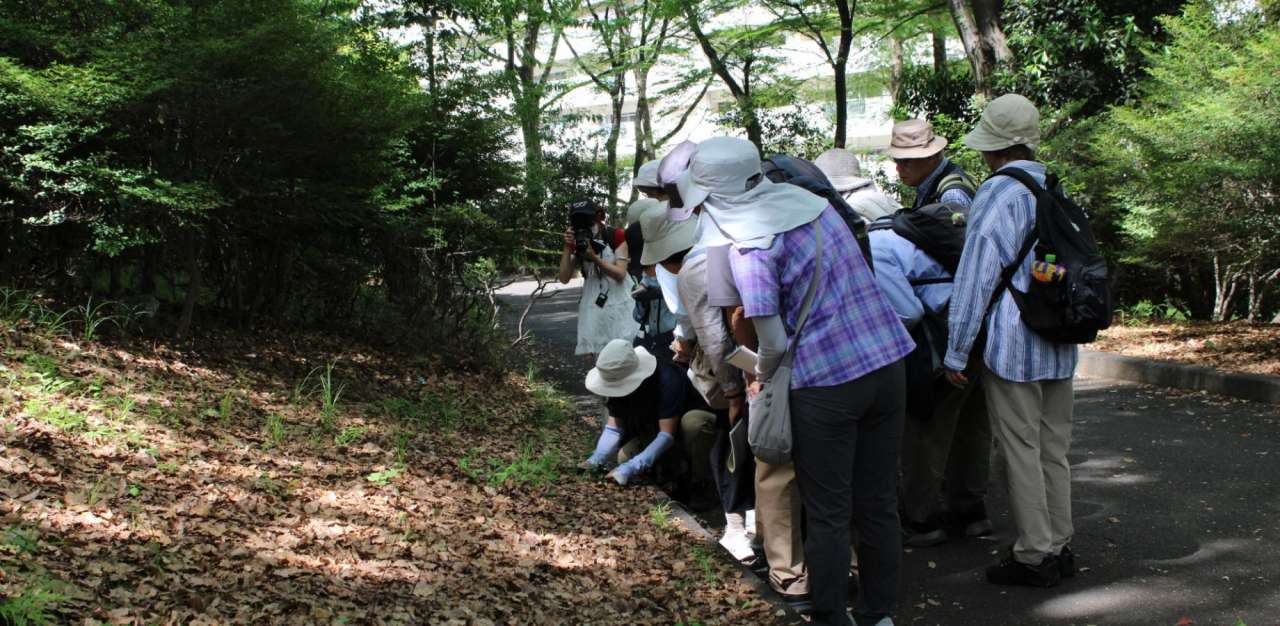 19_都心の自然観察！「汐入公園の植物たち」4