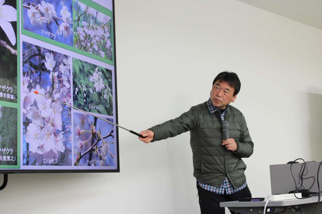 【2026後期】26_桜と庭：お花見前の学び①「桜とサクラ・花見の基礎知識」2
