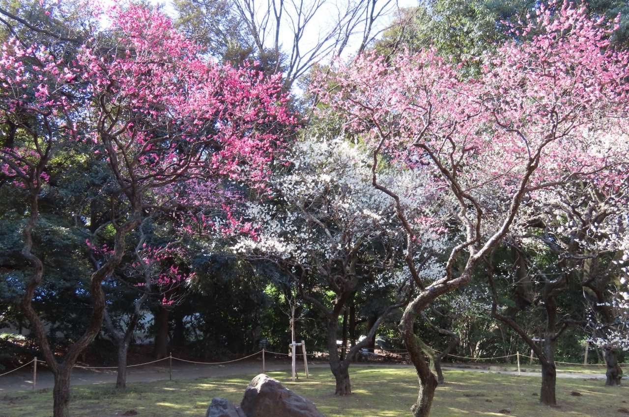 小石川後楽園 梅香る庭園へ(過去の様子)