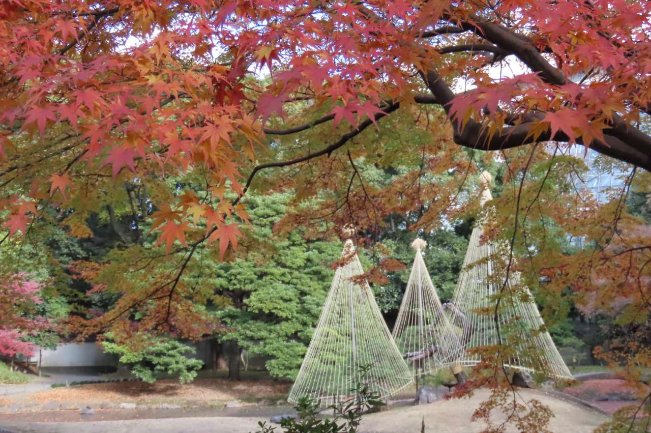 小石川後楽園241213紅葉(内庭)