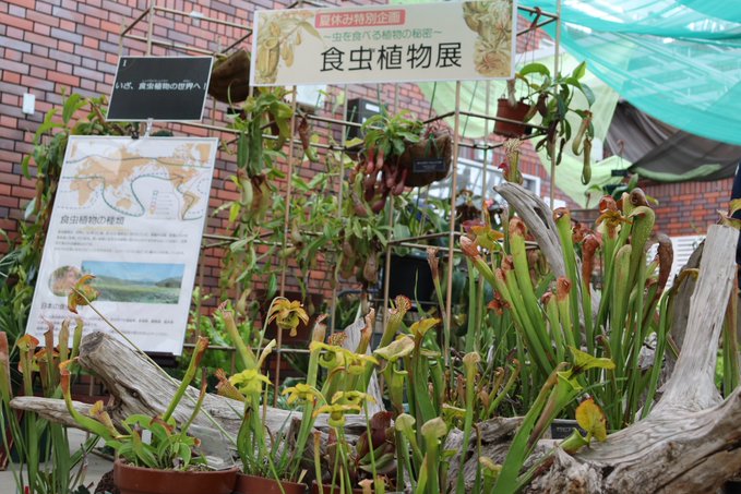 20230731食虫植物展1