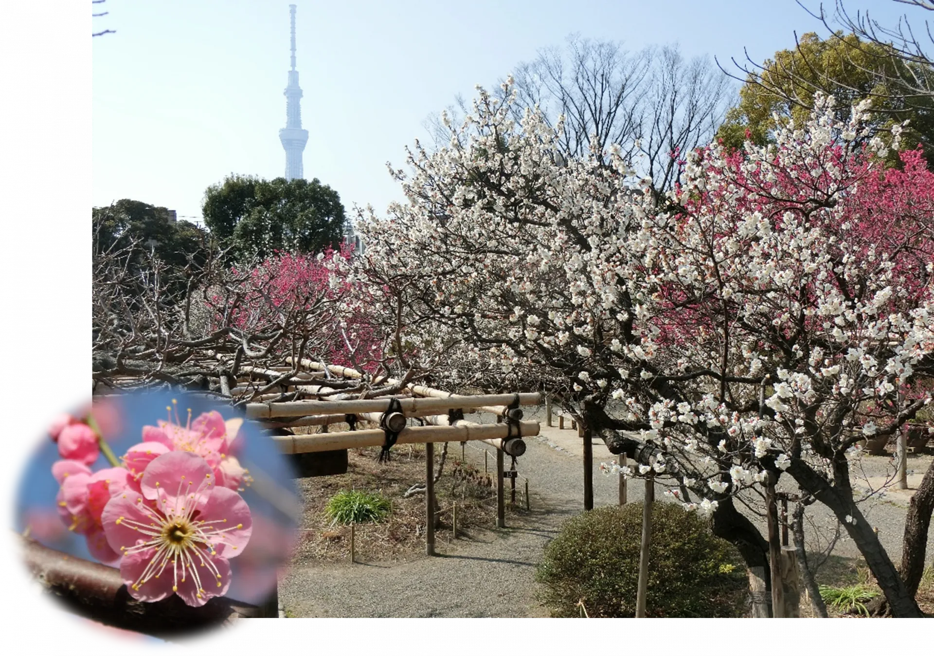 1213mukoujima