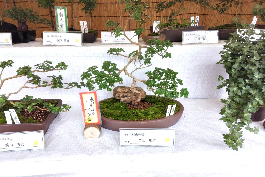 小菊展_02