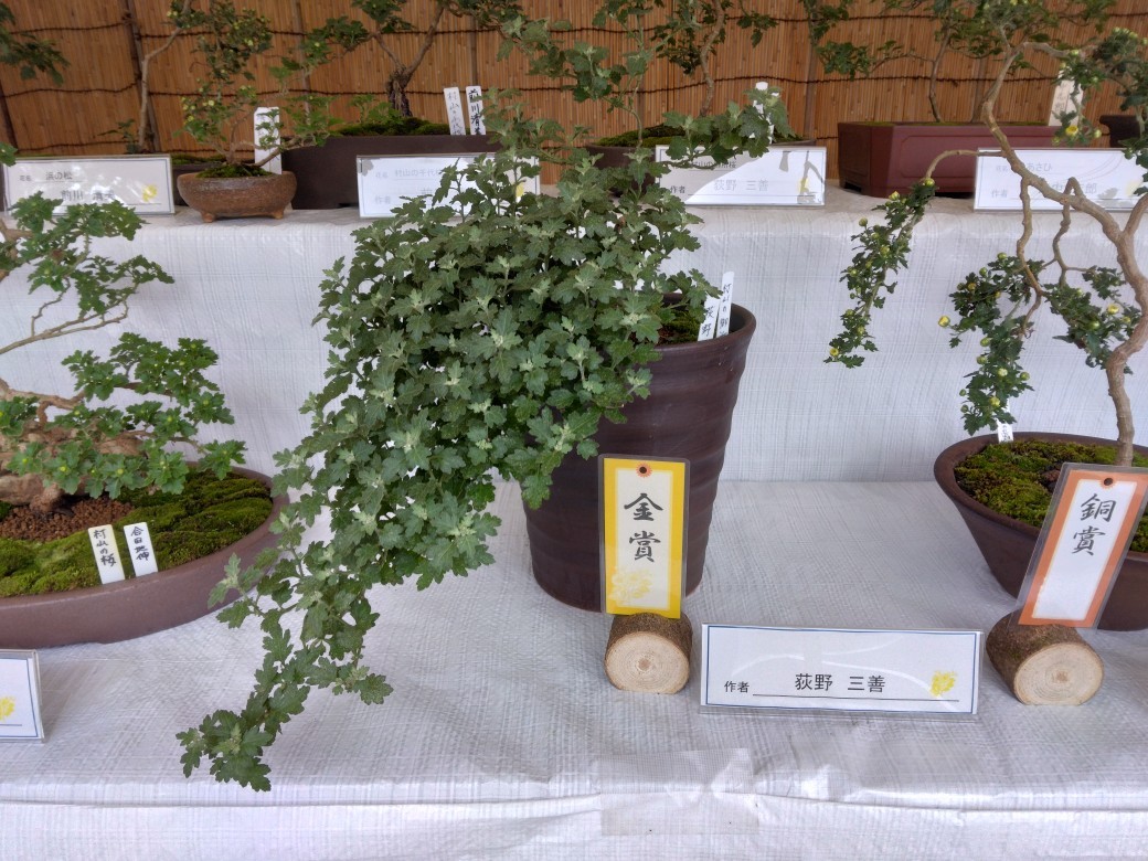小菊展_04