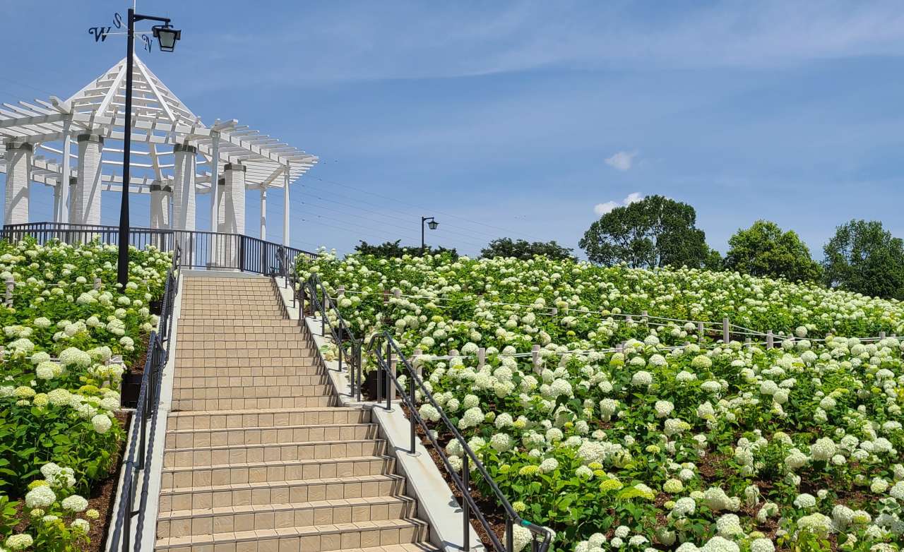 展望台アジサイ風景