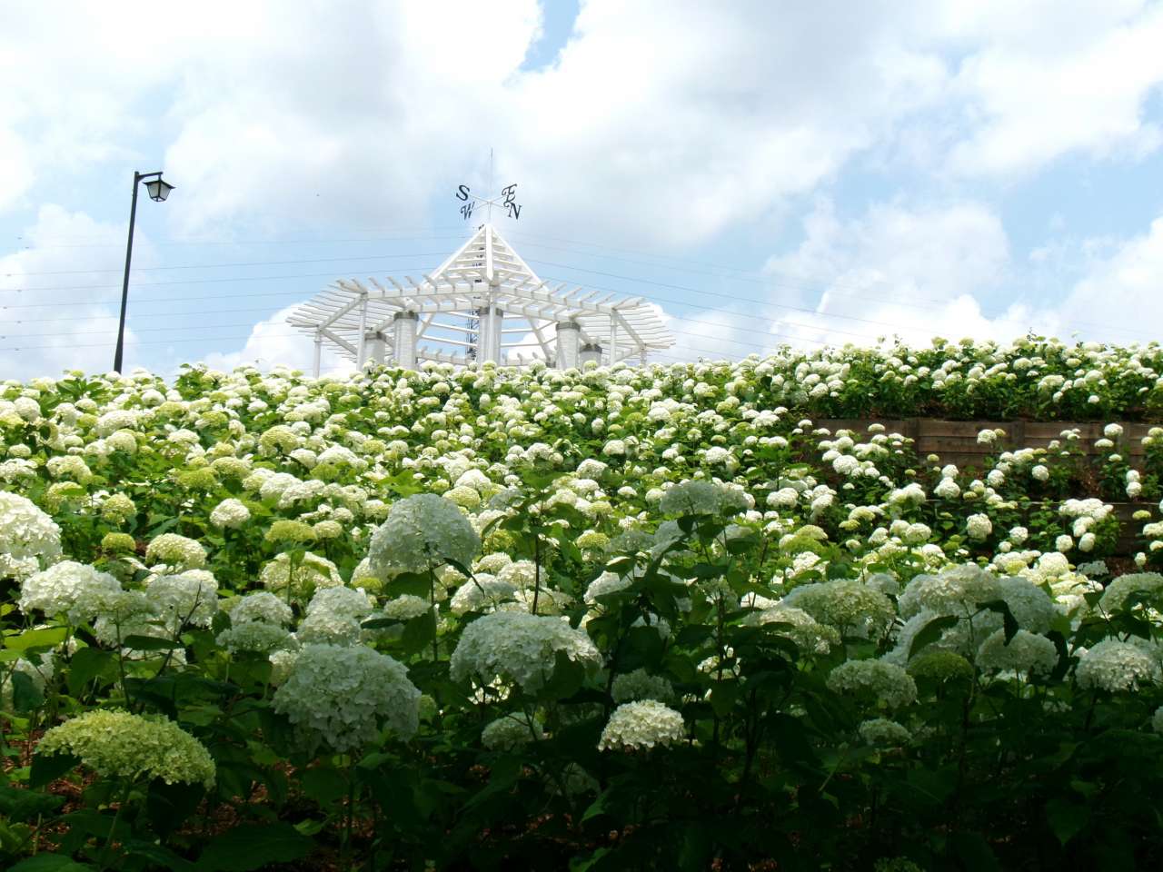 秋留台公園260612展望台アジサイ (1)