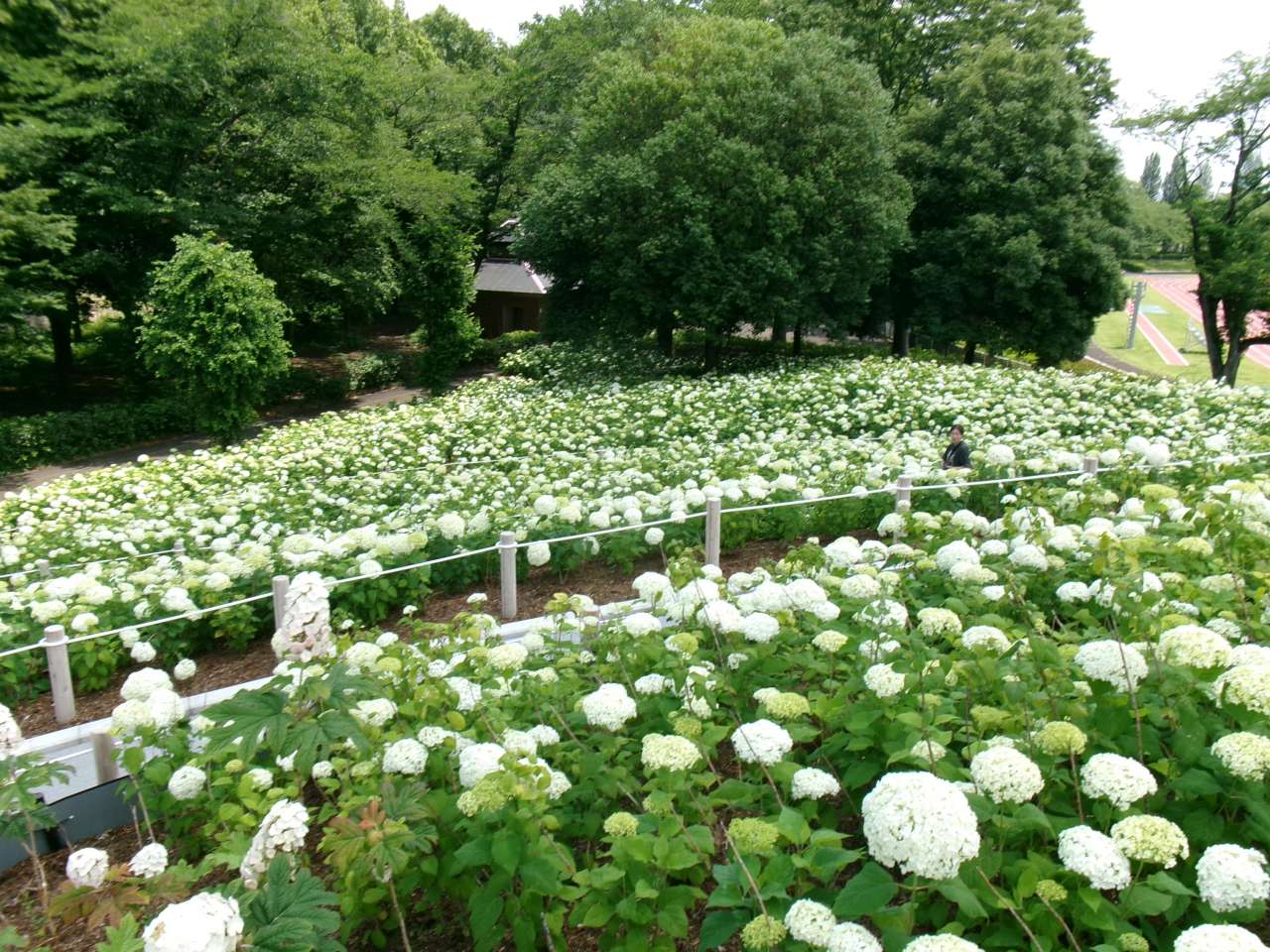 秋留台公園260612展望台アジサイ (17)