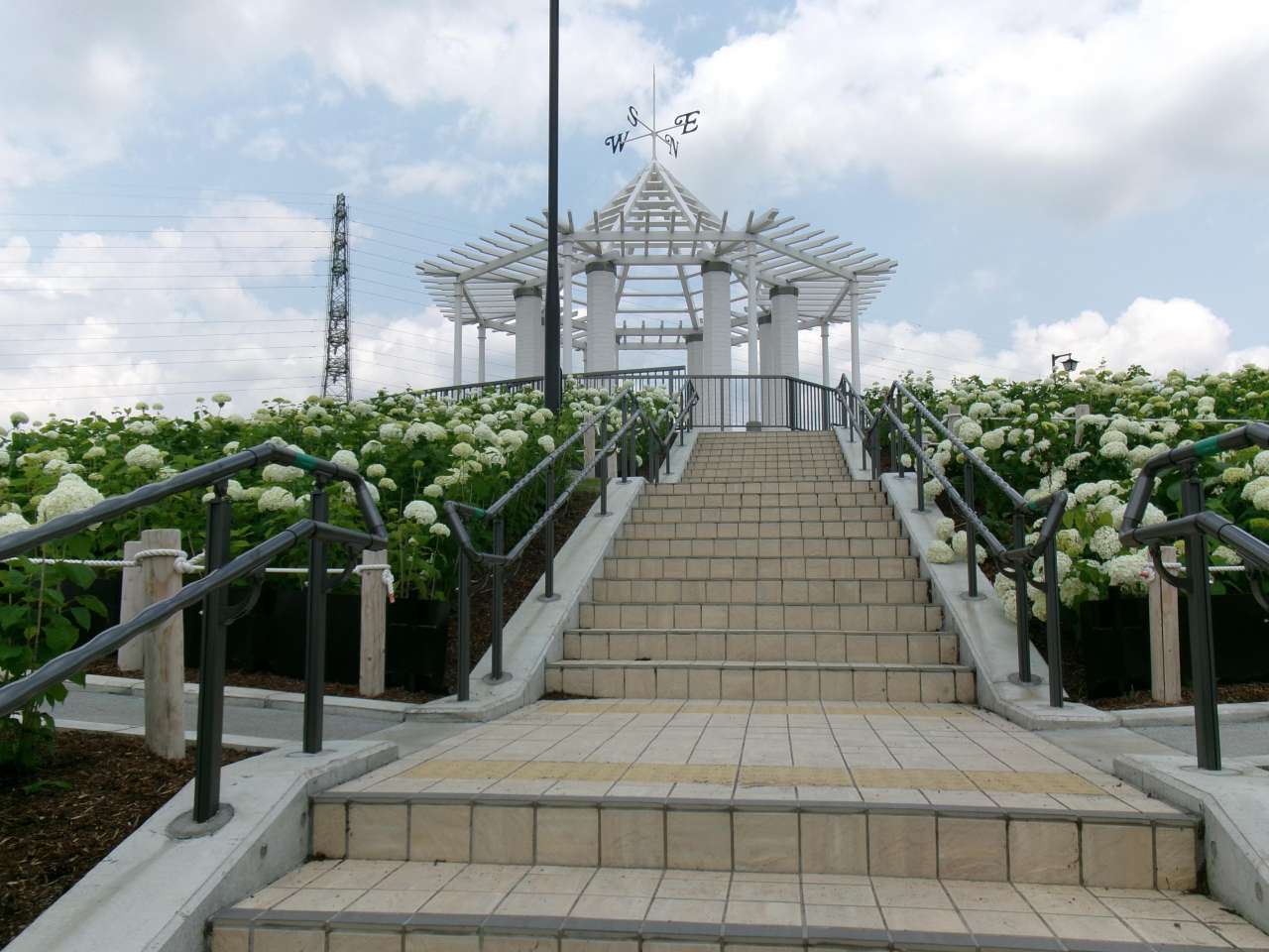 秋留台公園260612展望台アジサイ (6)