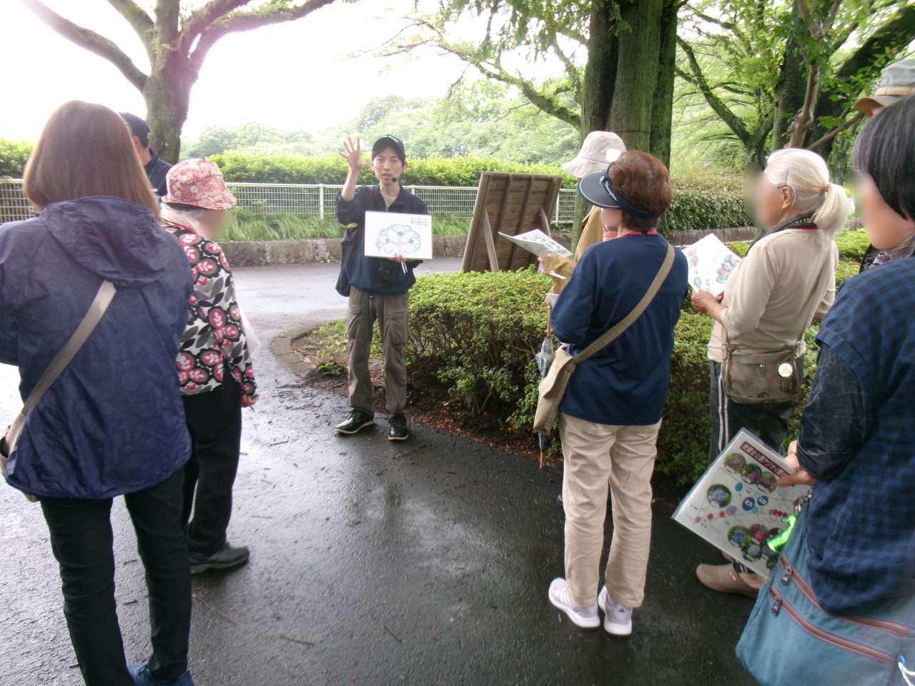 秋留台公園260628アジサイガイド＆ボランティア体験  (16)