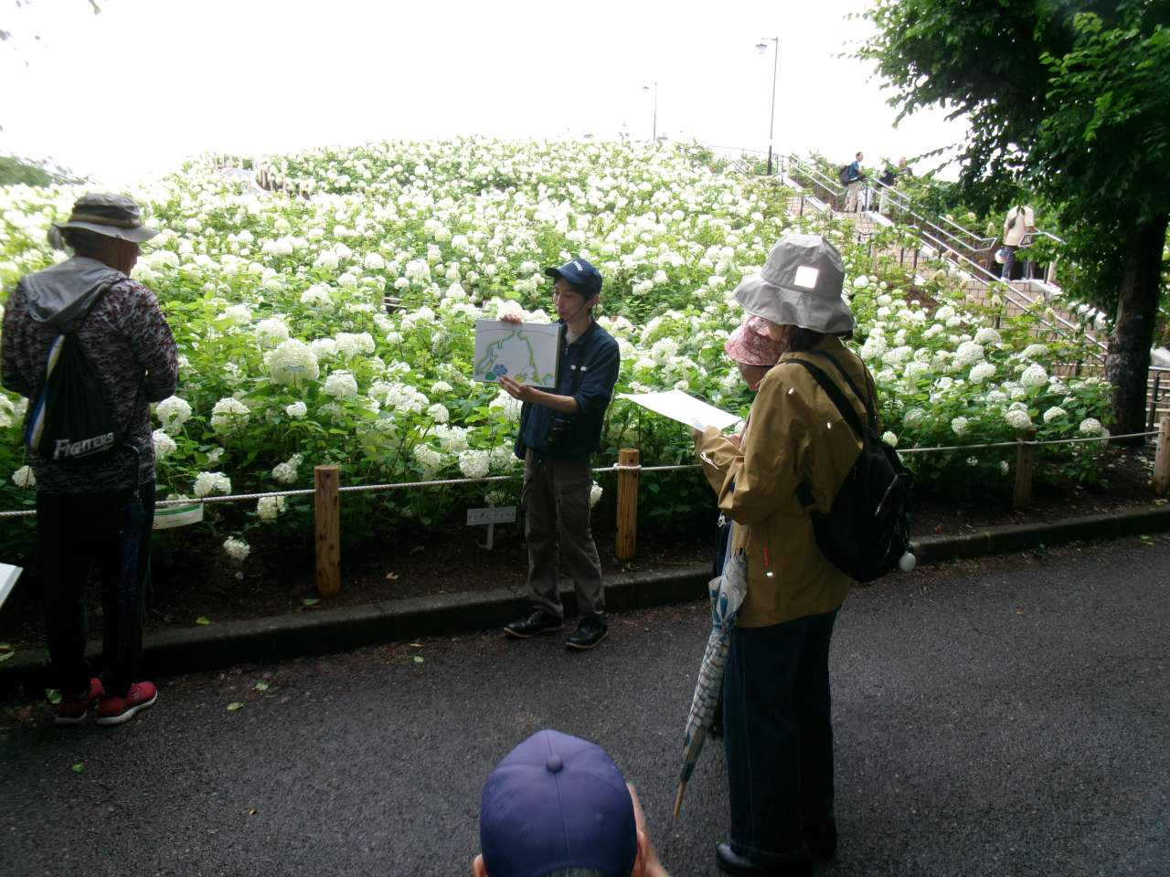秋留台公園260628アジサイガイド＆ボランティア体験  (19)