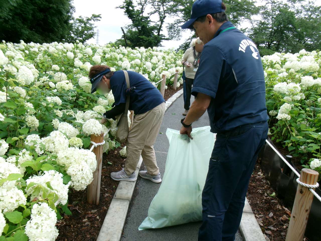 秋留台公園260628アジサイガイド＆ボランティア体験  (27)