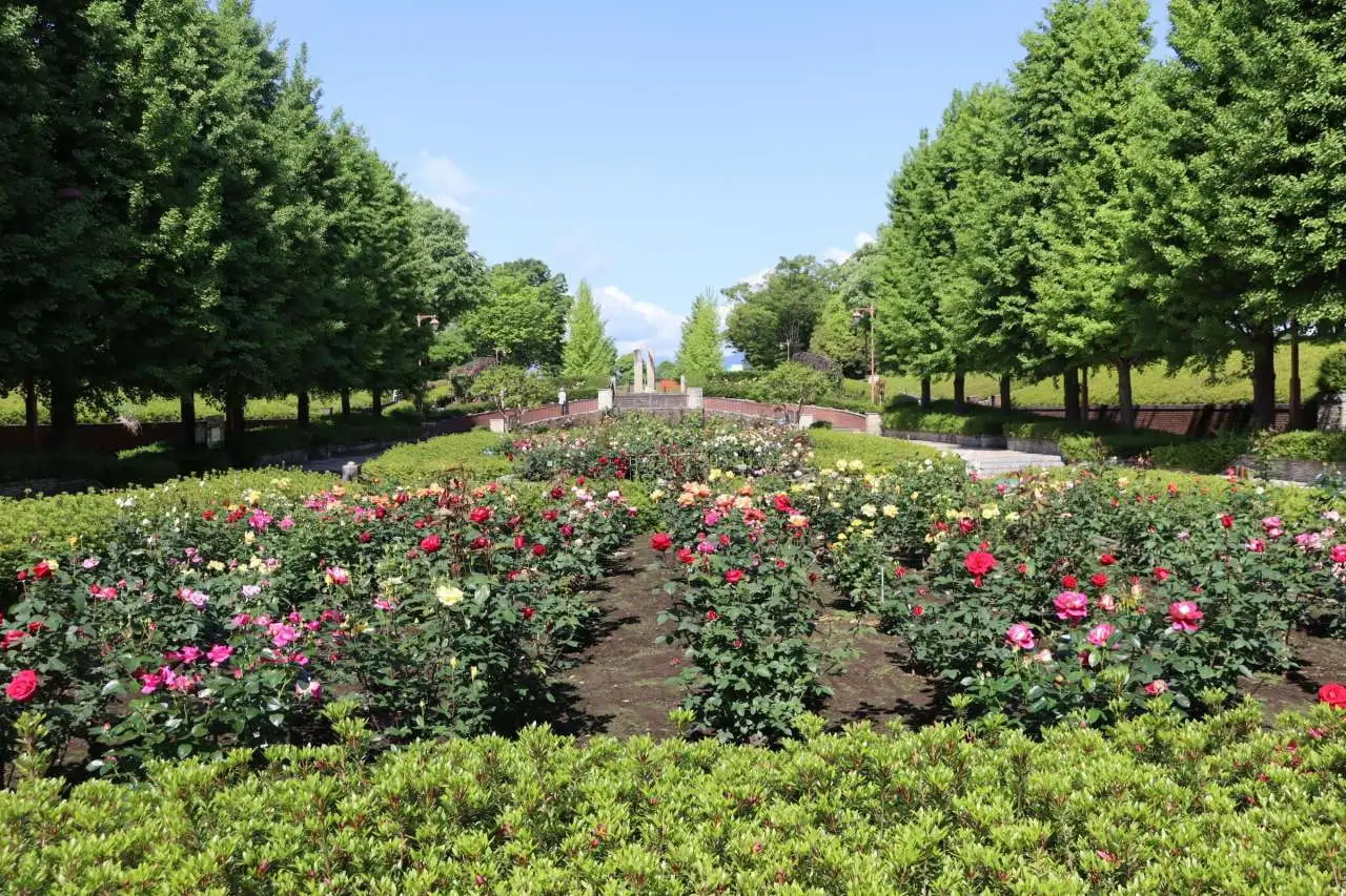 Akirudai_rose_2025