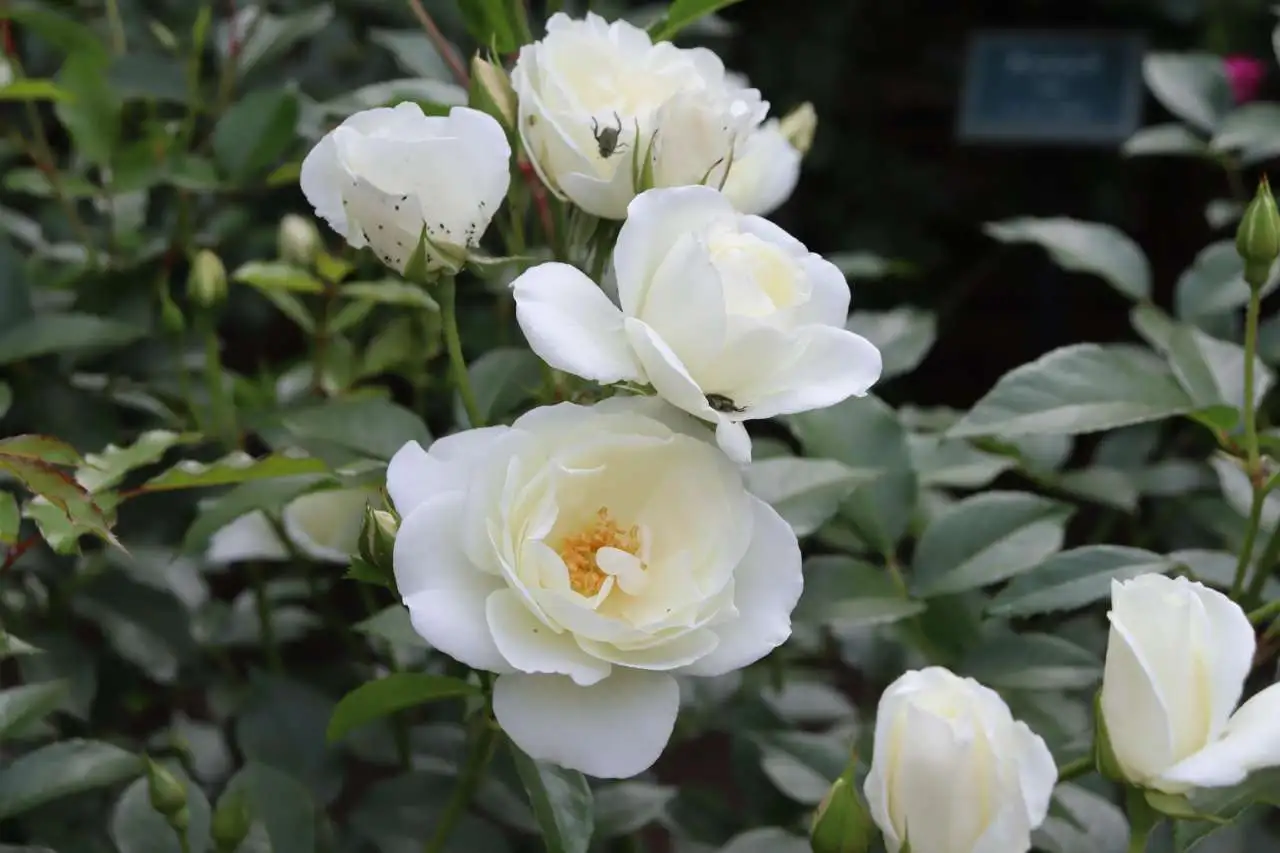 Akirudai_rose_202505