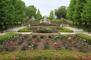 秋留台公園210512バラ園定点撮影001_01