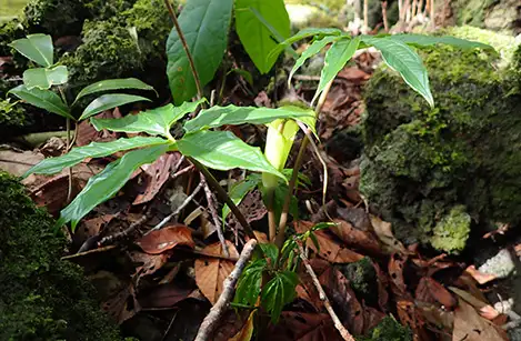 250105_simatennanshou