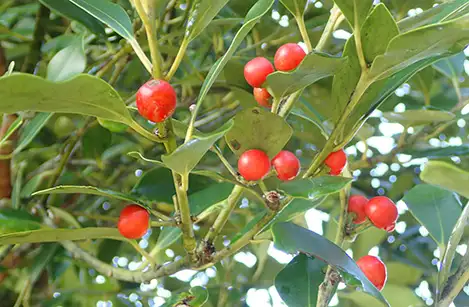 250120_mochinoki_1g