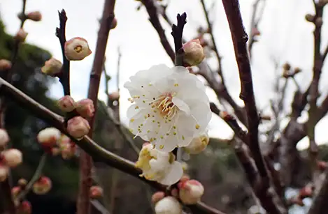 250129_ume