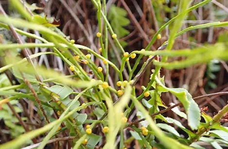 250212_matubaran