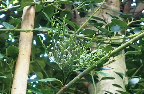 250225_hinokibayadorigi
