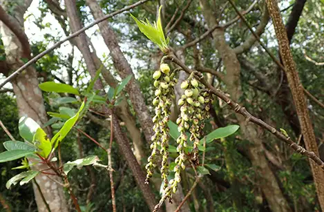 250313_hachijokibusi