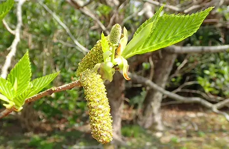 250314_oobayashabusi