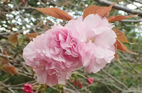 250412_yaezakura