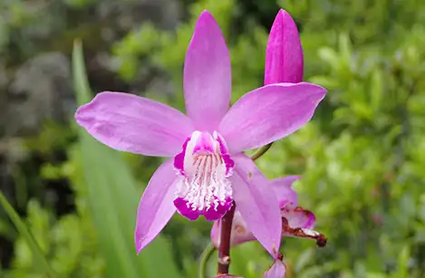 250418_siran