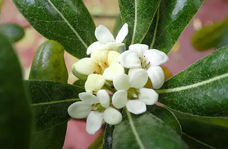250418_tobera