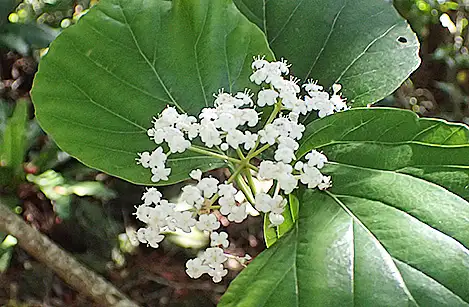 250419_kohakusanboku