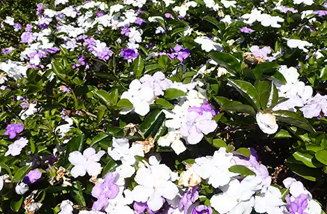 250427_nioibanmaturi