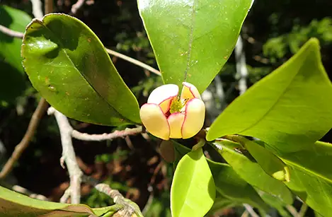 250430_karataneogatama