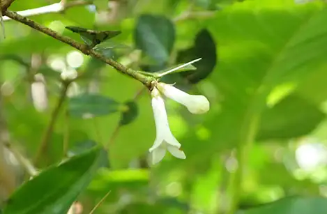 250430_ooaridoosi