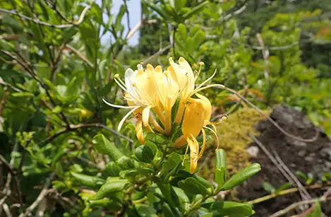 250502_suikazura