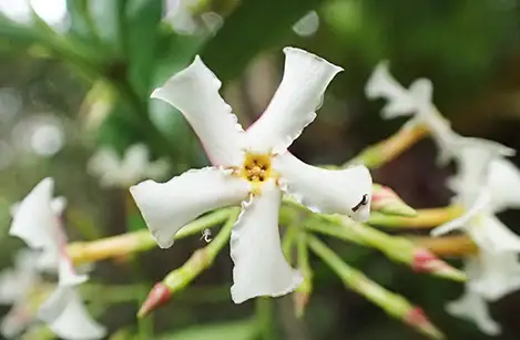 250522_teikakazura