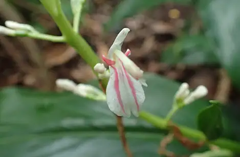 250527_aonokumatakeran