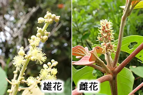 250528_akamegashiwa