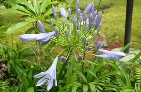 250613_agapansasu