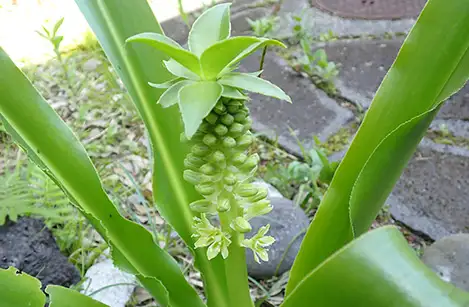 250703_pineaapplelily
