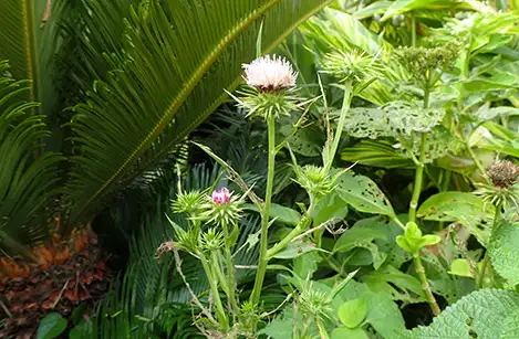 250805_hachijoazami