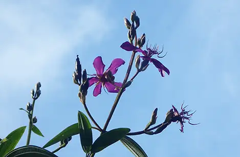 250823_sikonnobotan