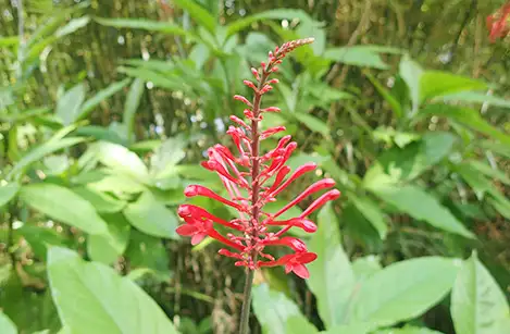 250830_benitutubana