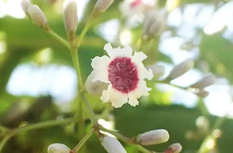 250902_hekusokazura