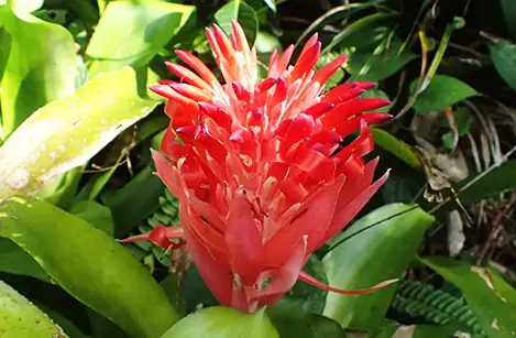 250907_benifudetutuananasu