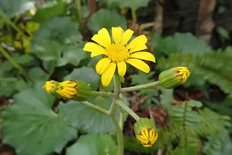 251128tsuwabuki_web