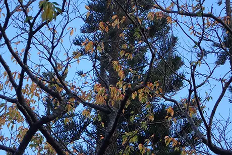 260114oshimazakuranokoyo
