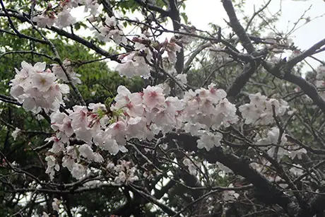 260407someiyoshino